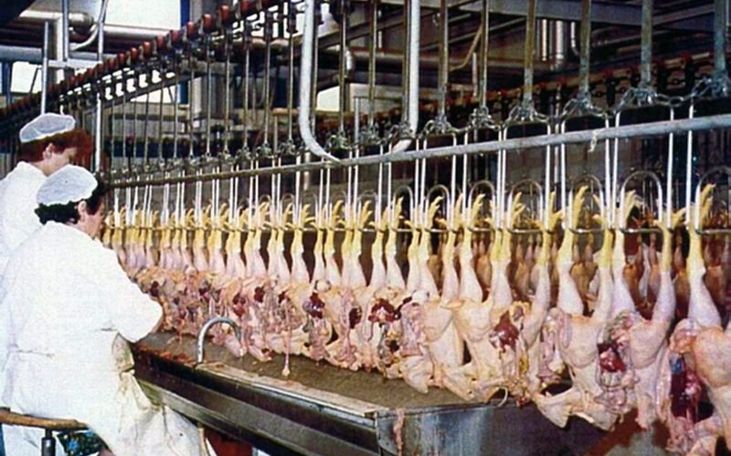 Slaughtering line poultry